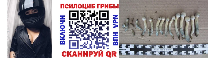 Псилоцибиновые грибы Psilocybe  Черногорск 